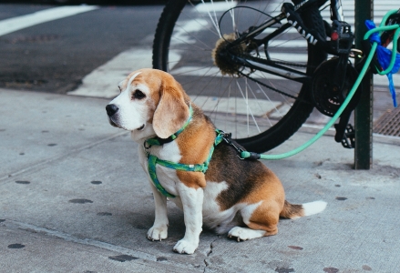 מחאת הרצועות 