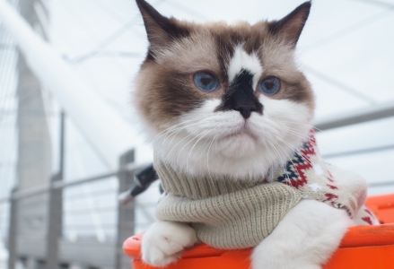 תנו לחיות לחיות 